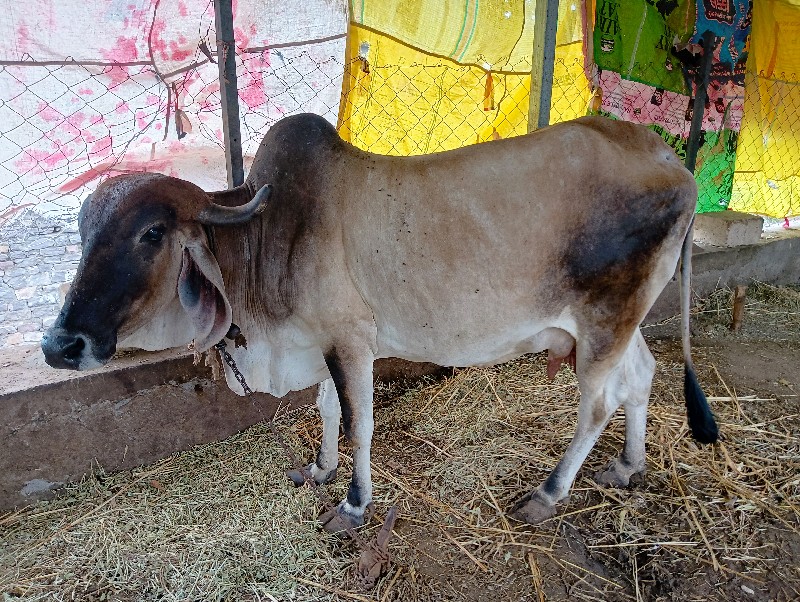 ગાય વેશવાની છે...