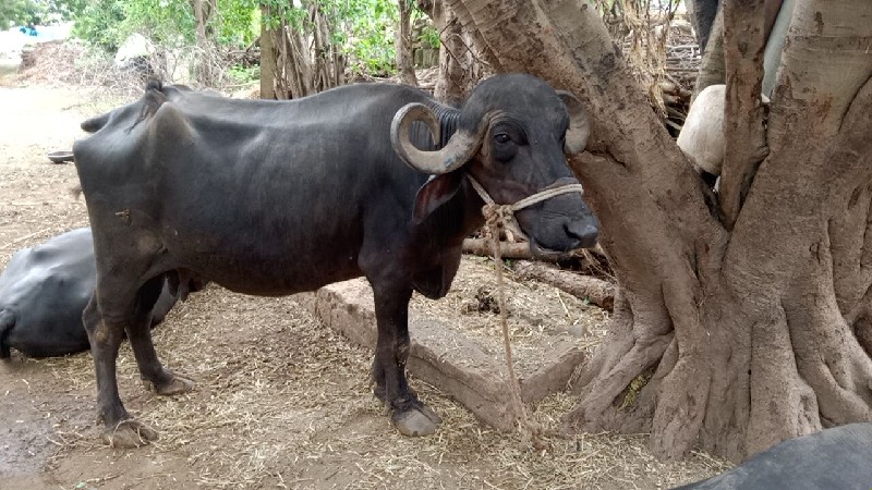 ભેંસ વેચવાની છે