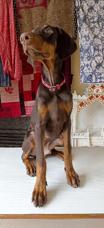 Doberman male p...