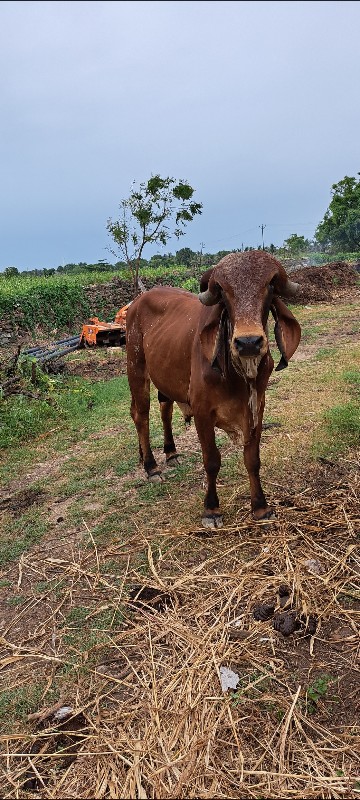 ઉમર સારવરસ