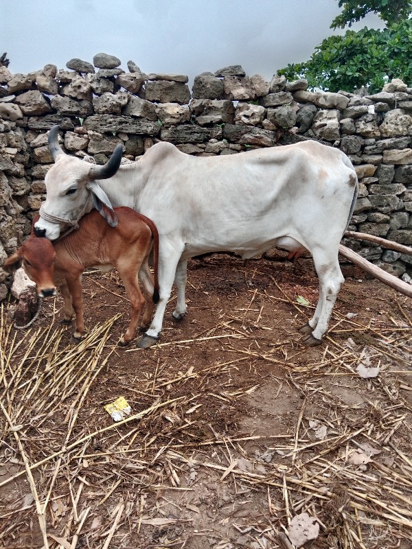 ગાય વેચવાની છે...