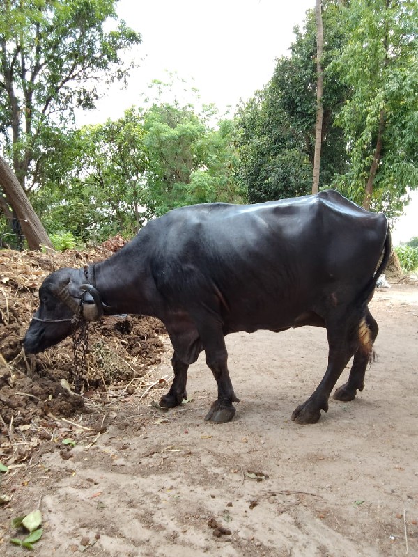 50000, 3 વેતર