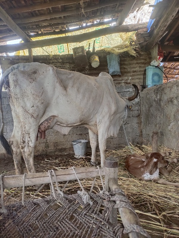 તાજી વિહણનેલી