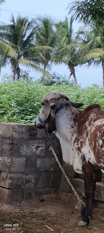 ગીર ગાય વેચવાની...