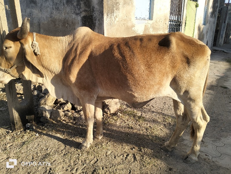 સોન કપીલીઅ ગાય