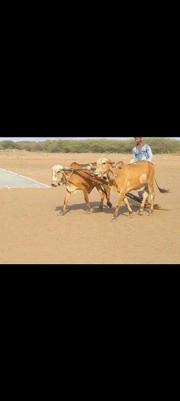 ગોઢલા વેચવાના છ...