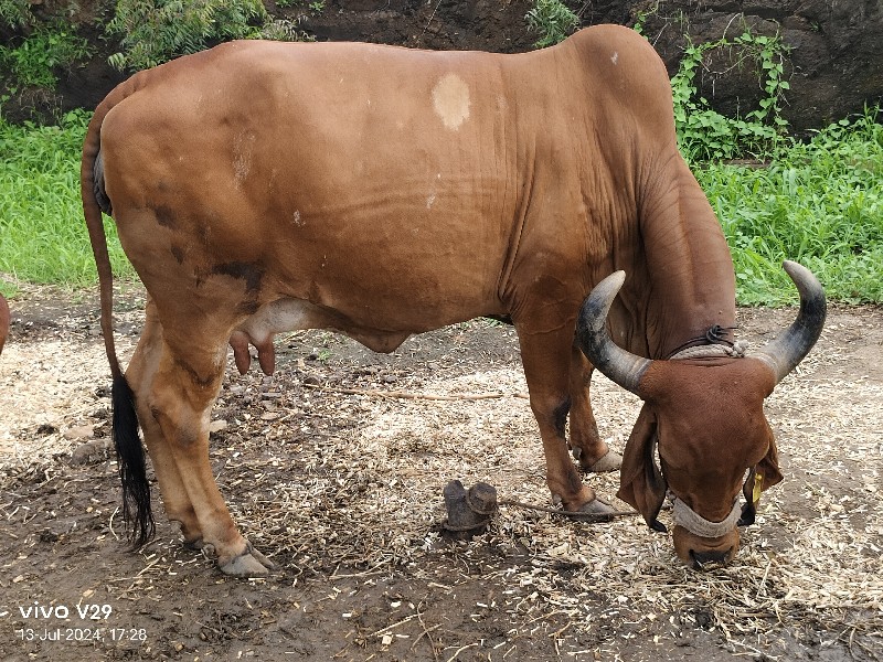 ગાય વેસવાની છે