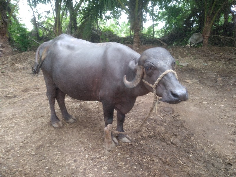 ખડેલુ  વેચવાનુ...