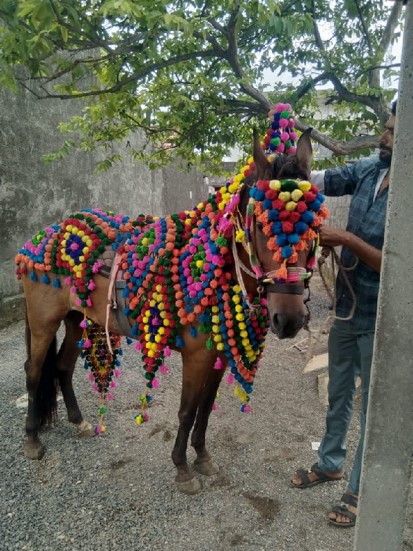 ઘૉડી વૅચવાની છૅ