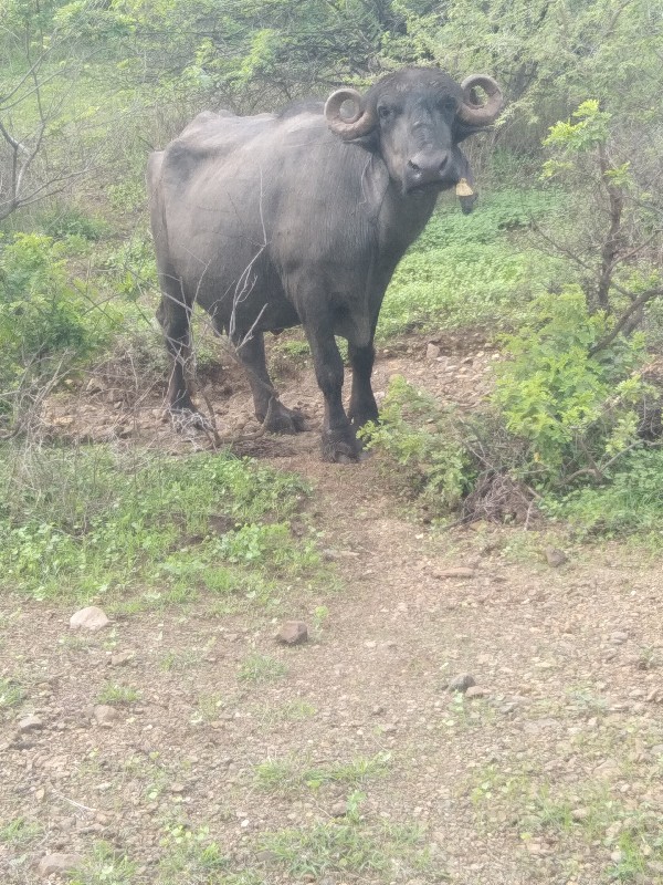 તીજુવેતર