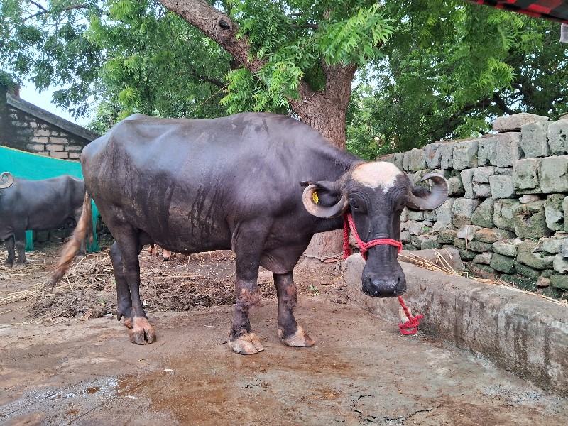 ભેસ વેસવાની છે...