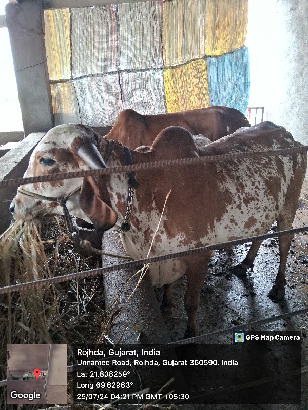 ગાય વેસવાની સે