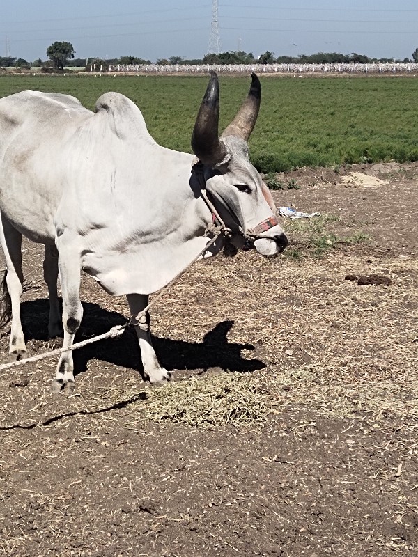 બળદ વેચવાના છે