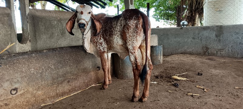 ગીર લીલડી વાછડી