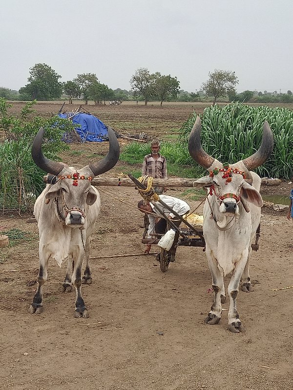 બળદ વેચવા ના છે