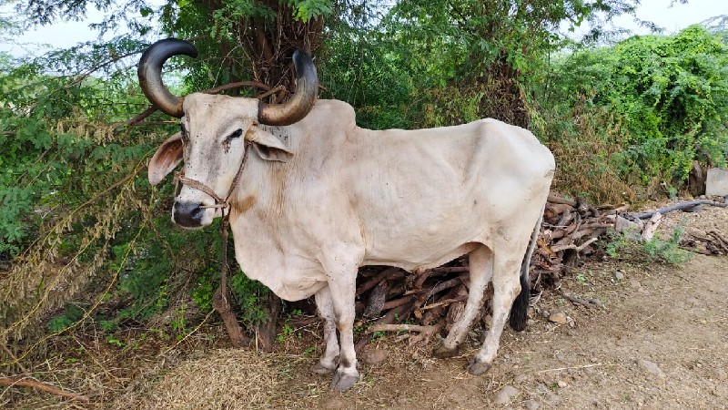 બળદ વેચવાનો છે