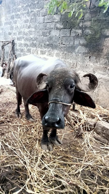 વેચવુ