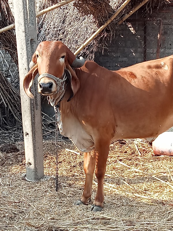 ગાય ગાભણી.........