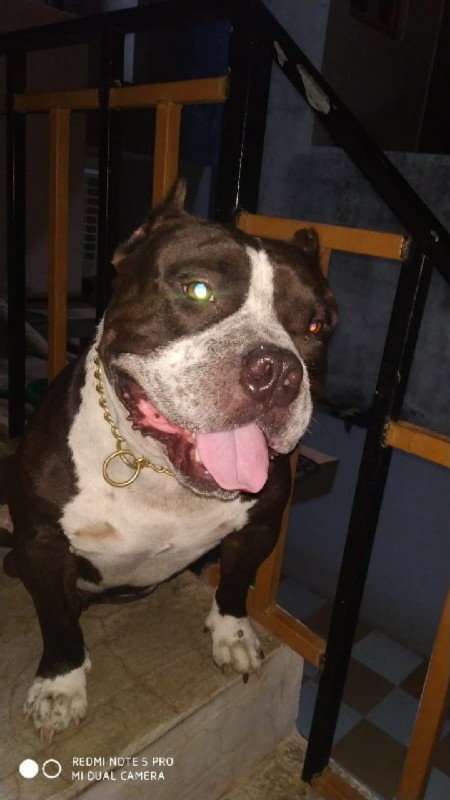 American bully...