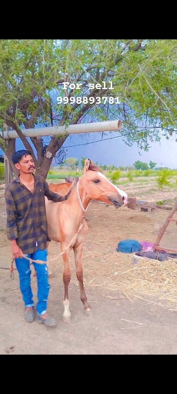 વછેરા નું સાટું...