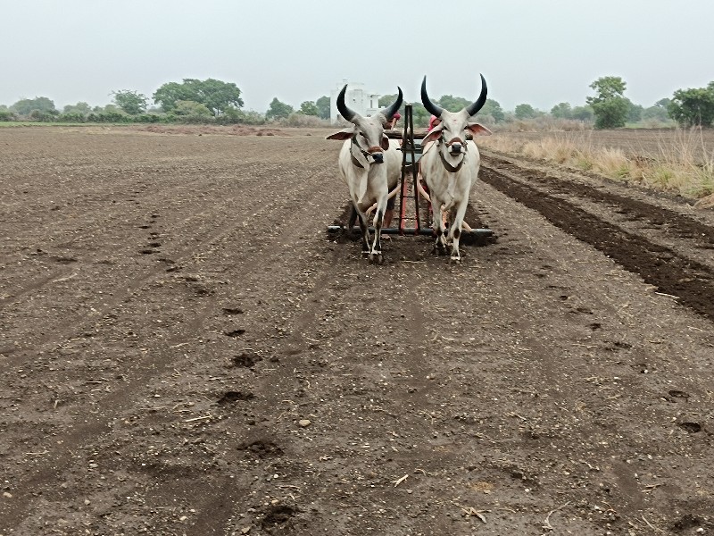 વઢીયારા. વેચવાન...