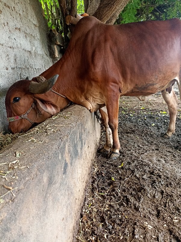 ગાય વેચવા ની છે