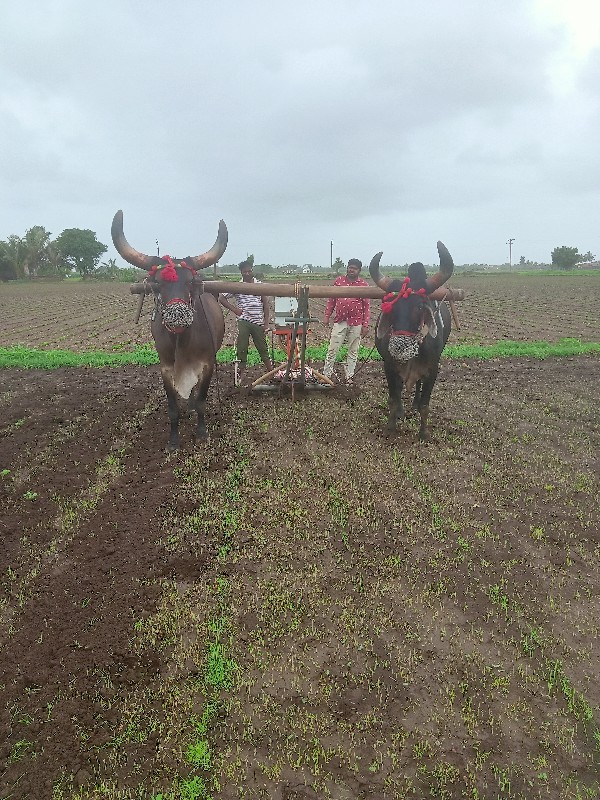 બળદ વેચવાના છે