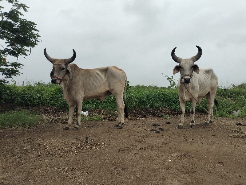 lalbha જાડેજા