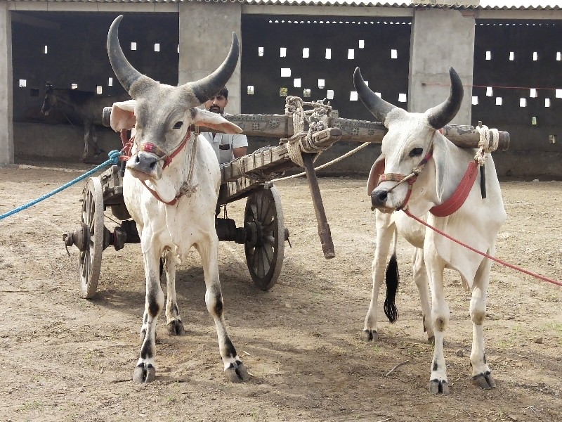 ઘોધલા વેચવાના છ...