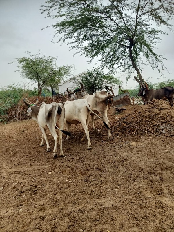 વઢીયારીય ગાયું...