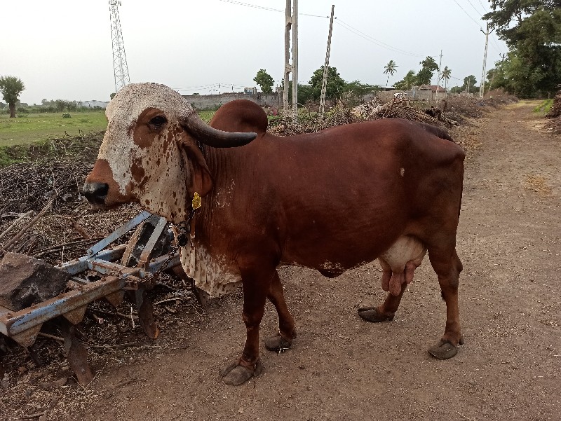 ગીર ગાય વેચવાની...