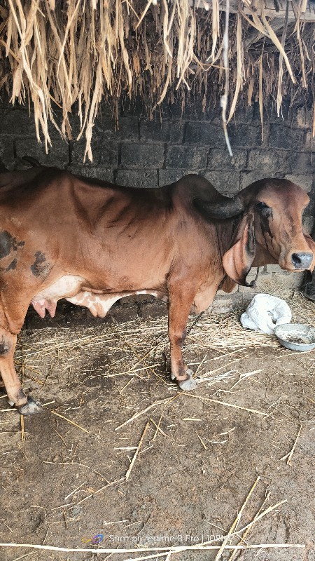 ગીર ગાય સાટું ક...