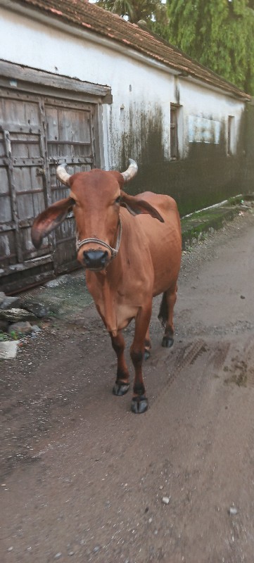 આ ગાય વેચવાની છ...