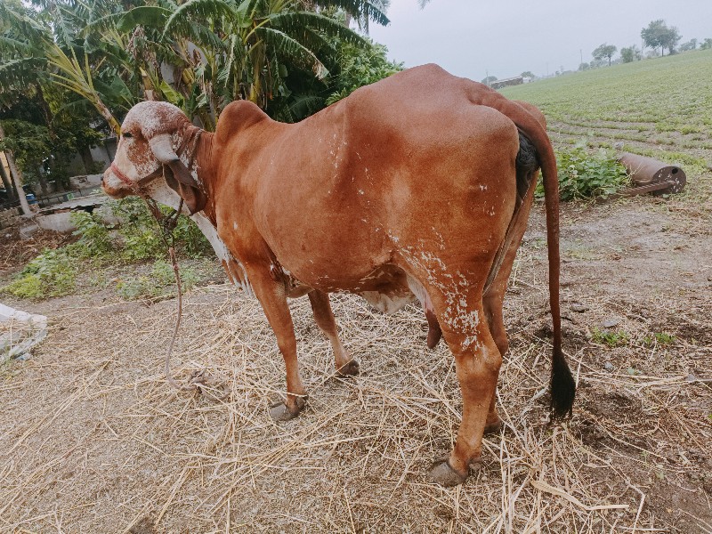 ગાય વેચવાની છે...