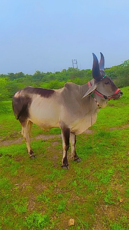 ગામ ગોદાવરી લાલ...