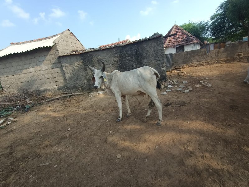 ગોદલો વેચવાનું...