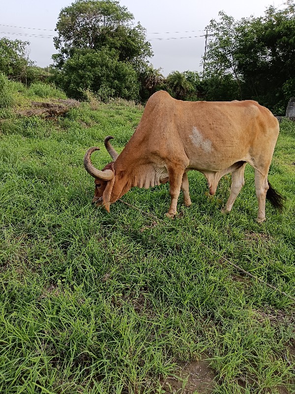 બળદ