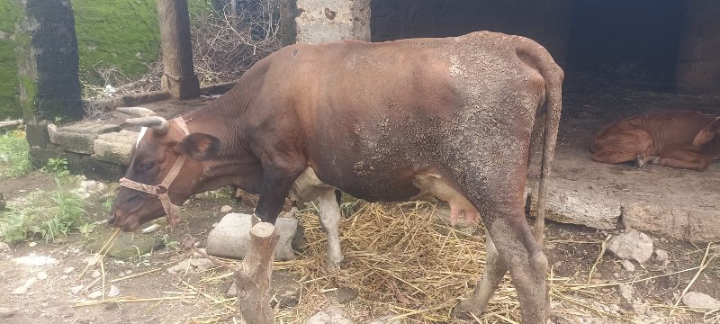 s.f હોડકી વેચવા...