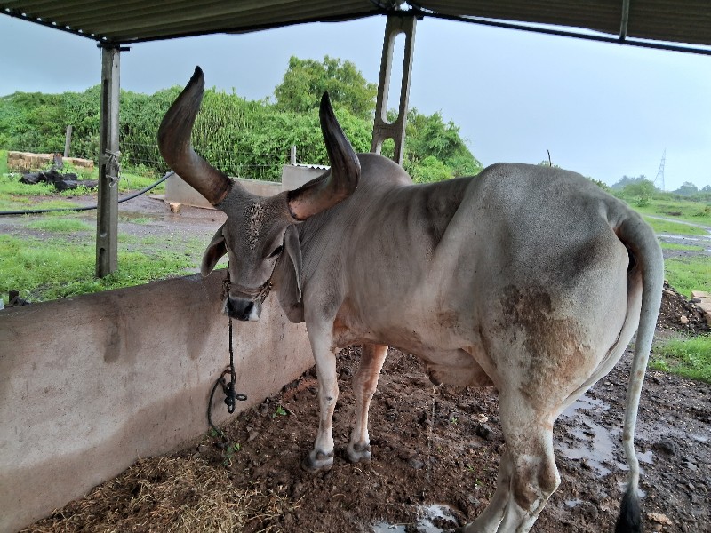 બલદ ની. જોઙ