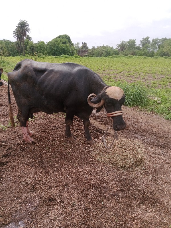 ભેંસ વેચવાની છે