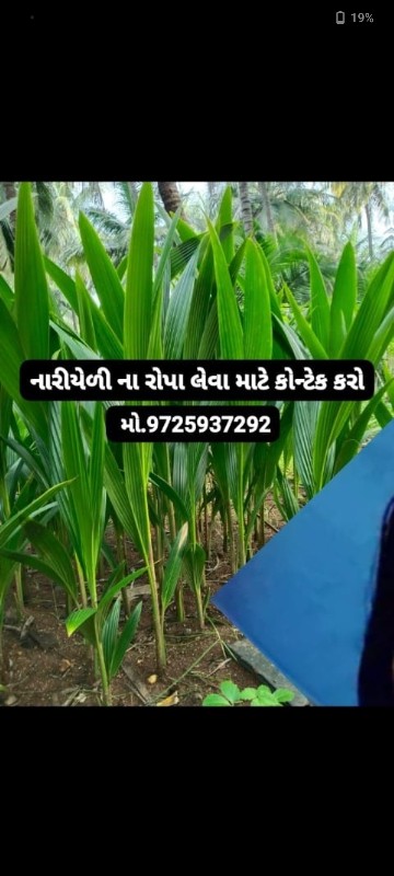 *નારિયેળીના રોપ...