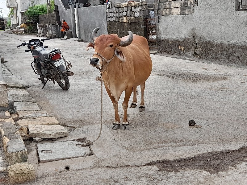 ગાય વેસવાની