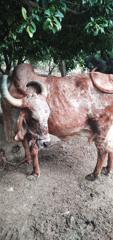 ગાય વેચવાની છે