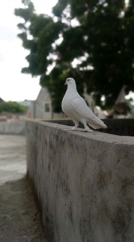 કબુતર વેચવાના