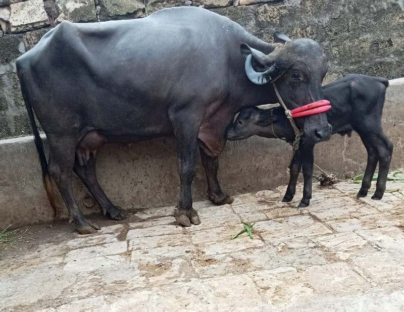 ખડૅલી વૅચવાની છ...