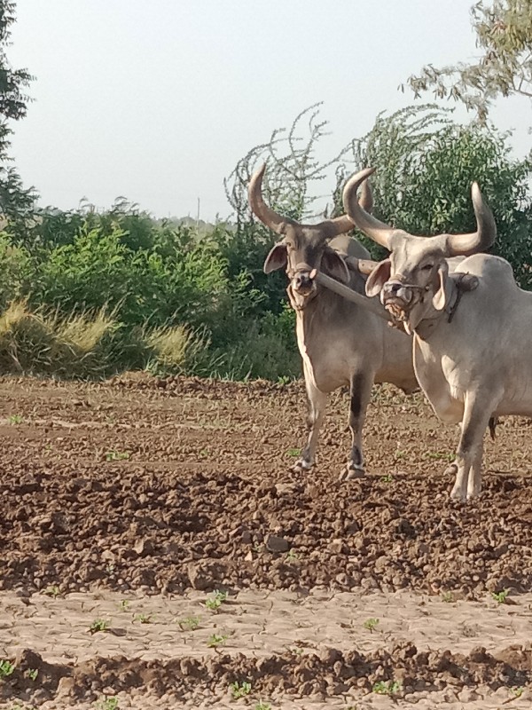 બળદ બેસવાના સે