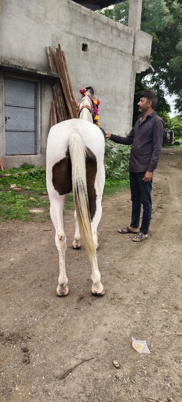 ધોડિવેશવાની છે...