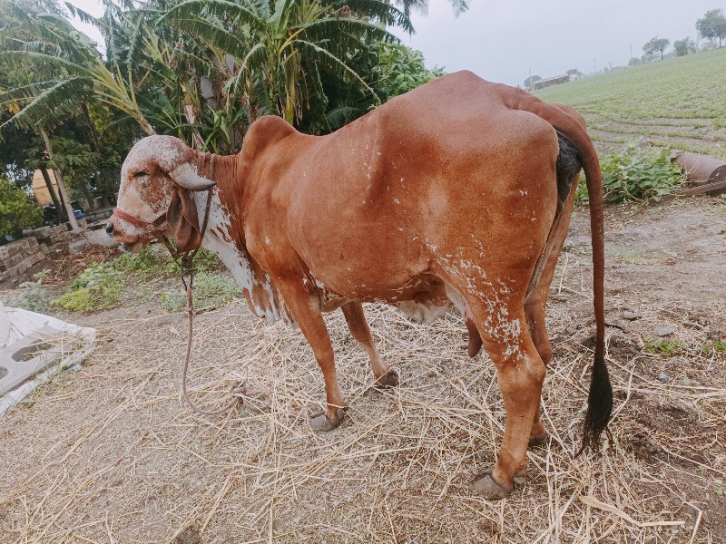 ગાય વેચવાની છે...