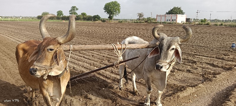 બળદ વેચવા ના છે...