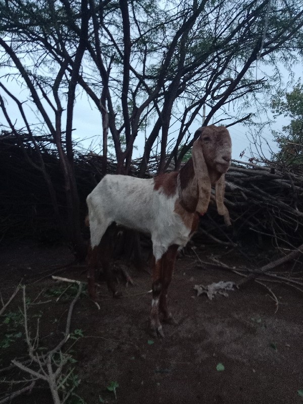 રાજસ્થાની બકરી...